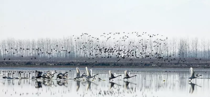 تالاب انزلی