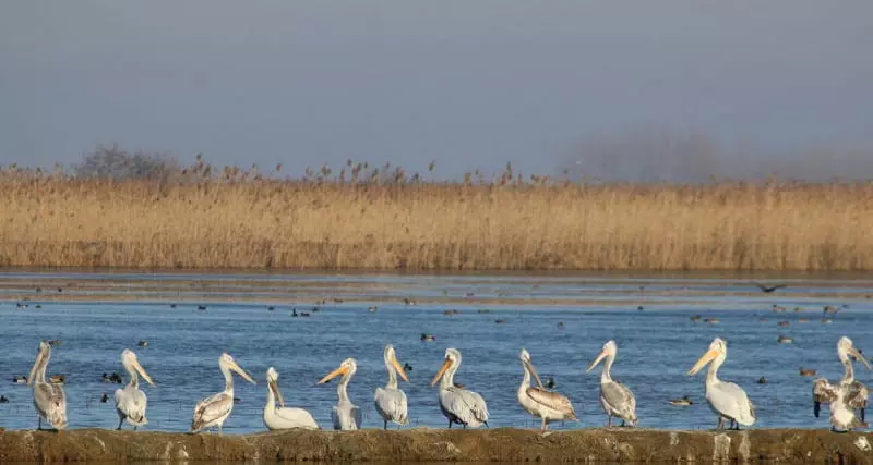 تالاب انزلی