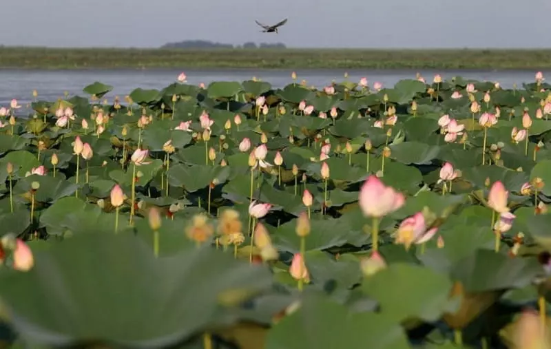 تالاب انزلی