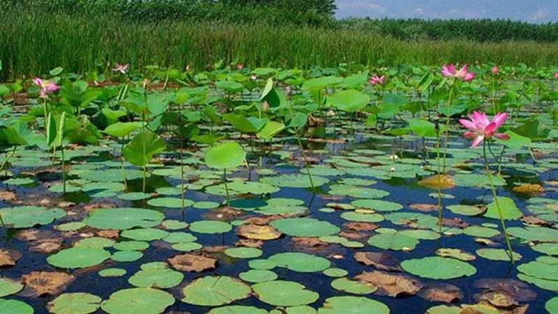 تالاب انزلی