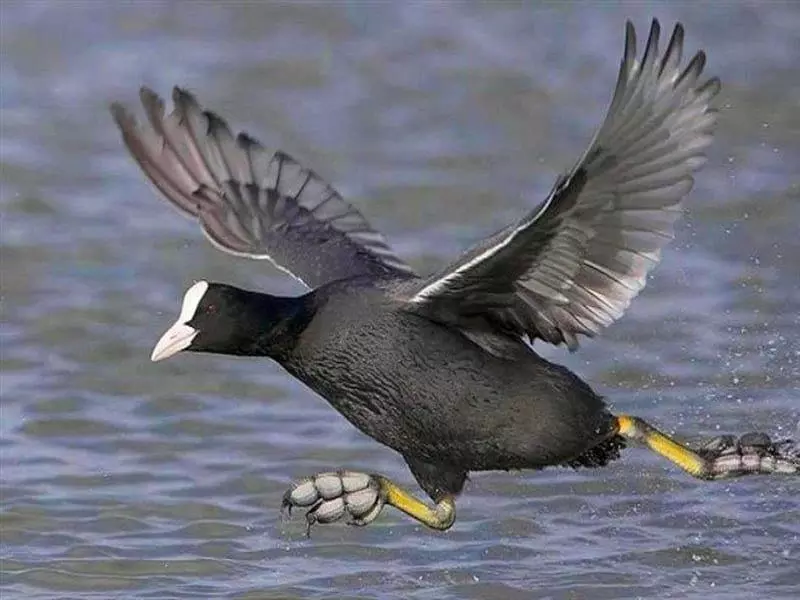 تالاب انزلی