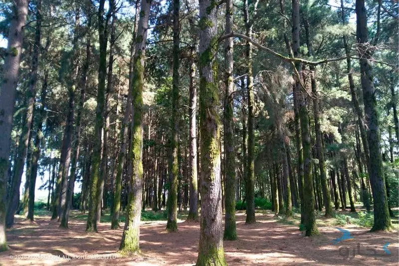 جنگل و ساحل گیسوم