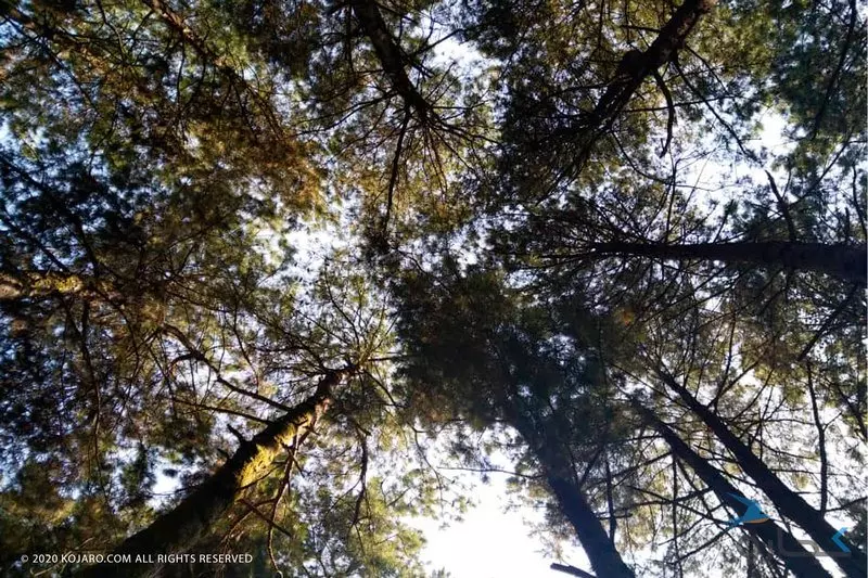 جنگل و ساحل گیسوم