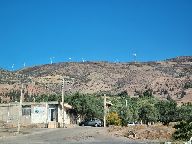 سرو هرزویل منجبیل