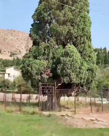 سرو هرزویل منجبیل
